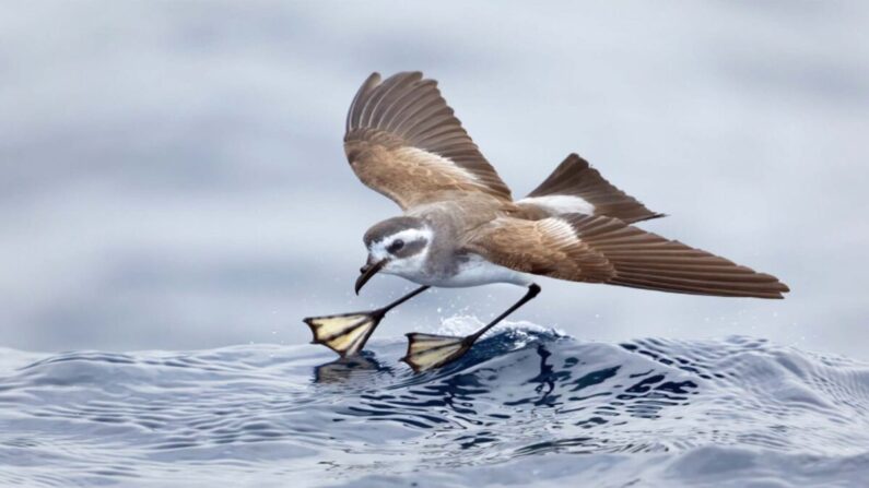 (Avec l'aimable autorisation de John Harrison via BirdLife Australie)