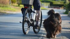 Dans cette commune de la Loire, une crotte de chien laissée dans la rue vous coûtera 350 euros