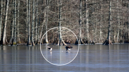 VIDÉO : un photographe capture un pygargue à tête blanche jouant avec une balle de golf sur un lac gelé