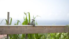 En Guadeloupe, un réseau d’eau potable et d’assainissement défaillant