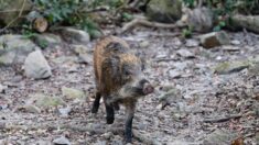 Le sanglier Maurice va enfin pouvoir couler des jours heureux dans sa famille d’accueil, en Corrèze