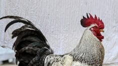 Aude: la justice a tranché, le coq Saturnin peut rester dans son village