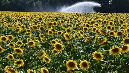 Après la guerre en Ukraine, la France a semé beaucoup plus de tournesol en 2022