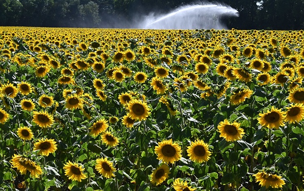 (JEAN-FRANCOIS MONIER/AFP via Getty Images)