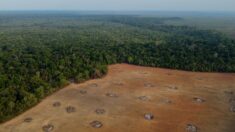 Forêts : un sanctuaire menacé en chiffres