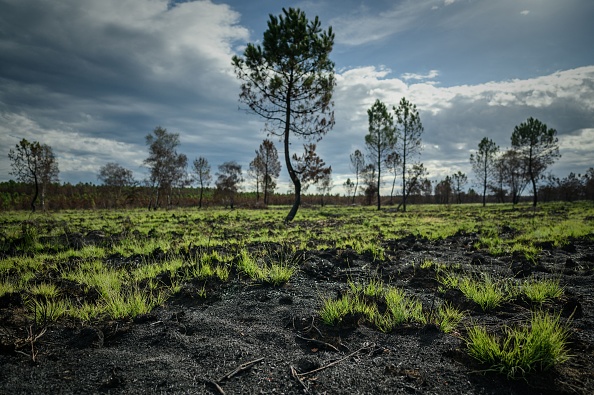 Terrain brûlé lors des récents incendies près de Guillos.  (PHILIPPE LOPEZ/AFP via Getty Images)