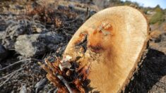 Liban : des arbres millénaires menacés par l’abattage illégal