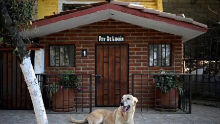 Mexique: victime de la violence des cartels de la drogue, un chien aux deux pattes avant coupées bénéficie de prothèses