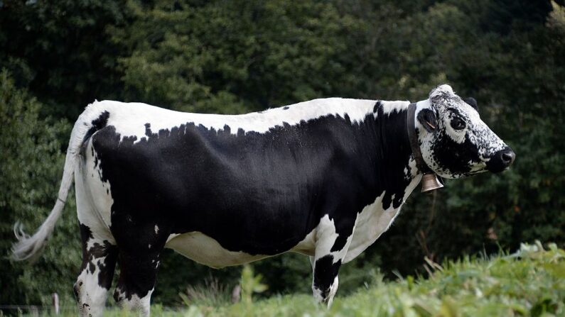 Vache de race vosgienne (Photo : FREDERICK FLORIN/AFP via Getty Images)