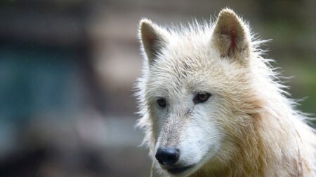 Venu d’Italie par les Alpes, le loup s’installe peu à peu en Occitanie