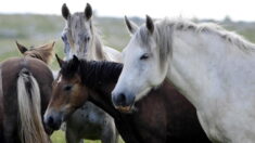 Bientôt à la rue, une septuagénaire et ses cinq chevaux cherchent de toute urgence à se reloger