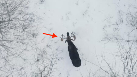 [VIDÉO] Un élan perd ses deux bois dans une forêt enneigée: un événement rarissime