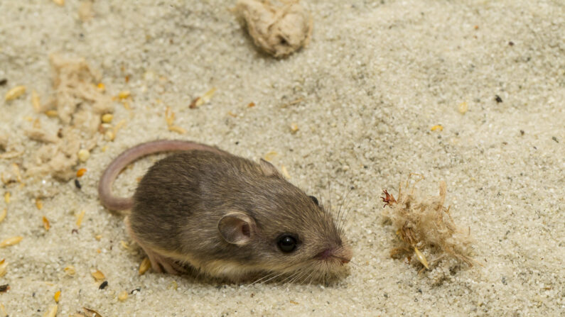 Âgée de neuf ans et 209 jours, Pat, pensionnaire d'un zoo californien, est la souris la plus vieille du monde. (Photo San Diego Zoo Wildlife Alliance)