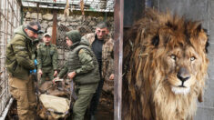 Sauvé après 15 ans passés dans une cage minuscule, ce lion va enfin rentrer chez lui en Afrique du Sud