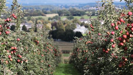 En Mayenne, ces bénévoles proposent des greffons de pommiers gratuits