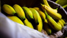 Une banane géante fait le tour des réseaux sociaux