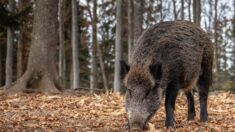 Montauroux: consternation après la mort d’un marcassin apprivoisé, abattu par un habitant