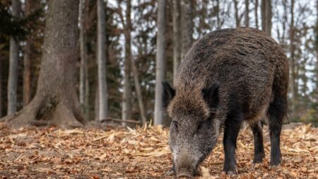 Montauroux: consternation après la mort d’un marcassin apprivoisé, abattu par un habitant