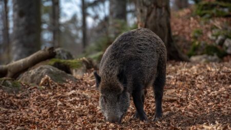 « Il n’était pas heureux »: Woody, le sanglier adopté, a finalement rejoint un parc animalier