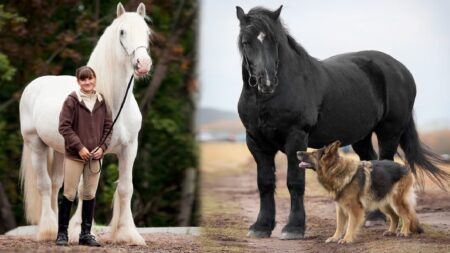 Les dix races de chevaux les plus grands et les plus forts