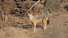 Un chacal doré observé pour la première fois dans le sud du Finistère