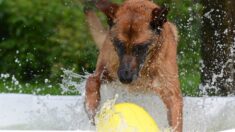 Connor, le doyen français des chiens de patrouille, a rendu l’âme