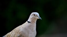 New-York: un pigeon rose découvert dans le Madison Square Park