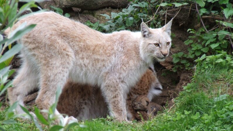 Lynx boréal de couleur crème, peu tacheté - Photo par Gérard van Drunen - Flickr, CC BY 2.0