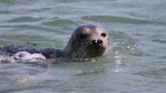 Perros-Guirec: un phoque déguste une grosse pieuvre à 10 mètres du bord