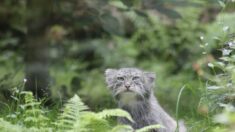 Everest: découverte étonnante de deux chats des montagnes, à plus de 5000 mètres d’altitude