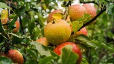 Un village népalais et la culture de ses pommes soutenus par une association normande