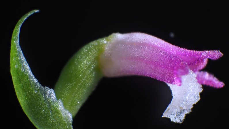 Cette "Spiranthes hachijoensis" était une espèce inconnue jusqu'alors. Photo : Compte Twitter du New Scientist