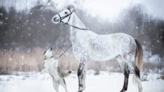 L’amitié entre un cheval et un chien immortalisée par des photos somptueuses