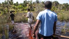 Introuvable pendant 24 ans, un oiseau rare refait surface à Madagascar