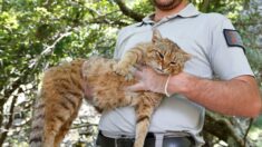 L’intrigant « chat-renard » est bien un félin spécifique de Corse