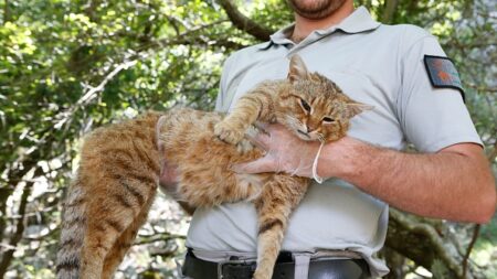 L’intrigant « chat-renard » est bien un félin spécifique de Corse