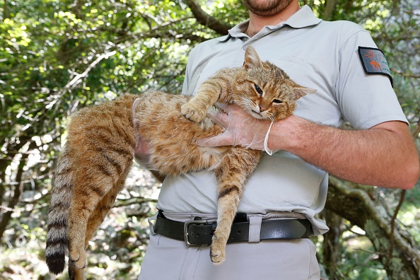 Un "ghjattu-volpe" (chat-renard) à Asco sur l'île méditerranéenne de Corse. (ASCAL POCHARD-CASABIANCA/AFP via Getty Images)