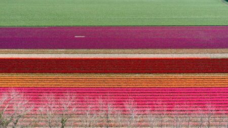 Finistère: l’incontournable fête des fleurs, à Plomeur, commence ce samedi