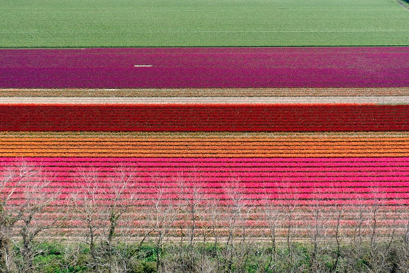 Une vue aérienne montre des champs de tulipes à Plomeur, dans le Finistère, le 8 avril 2020. (DAMIEN MEYER/AFP via Getty Images)