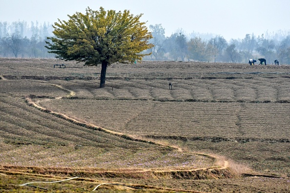 Un champ de safran asséché à Pampore, au sud de Srinagar. (TAUSEEF MUSTAFA/AFP via Getty Images)