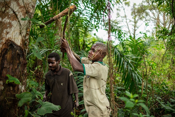 Un homme retire l'écorce, à valeur médicinale, d'un arbre à Sakoungou, dans le sud de la République centrafricaine. (BARBARA DEBOUT/AFP via Getty Images)