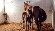 Normandie: un poulain orphelin trouve une mère adoptive grâce à Facebook