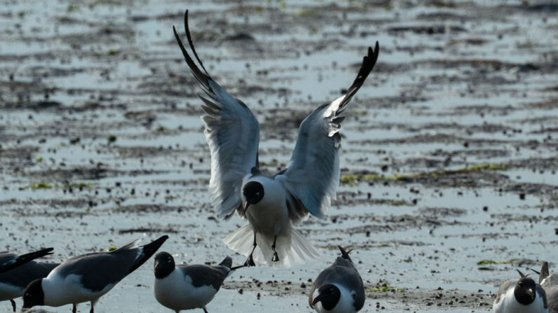 Les mouettes à tête noire, espèce protégée sur les côtes de Lettonie. (Photo BASTIEN INZAURRALDE/AFP via Getty Images)