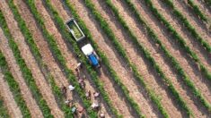 De la terre à l’appli: « On voit que le sol vit »