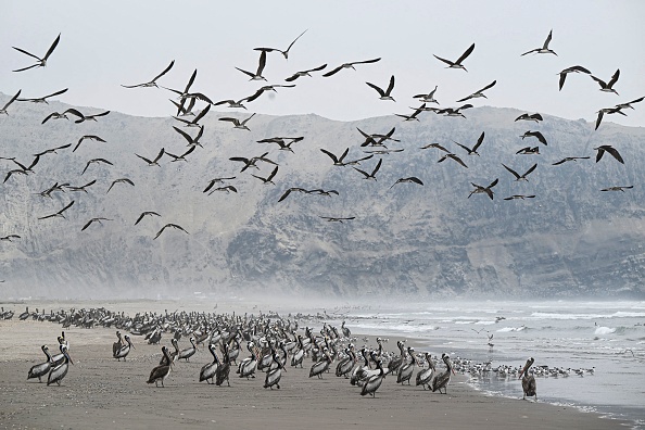 Le virus H5N1 de la grippe aviaire, hautement contagieux, a tué des milliers d'oiseaux au Pérou. (ERNESTO BENAVIDES/AFP via Getty Images)