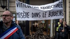 L’arrachage des vignes dans le Bordelais sera financé par l’État et l’interprofession