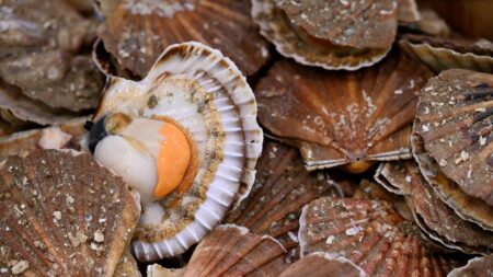 Coquille Saint-Jacques : l’or blanc du Bessin se porte bien