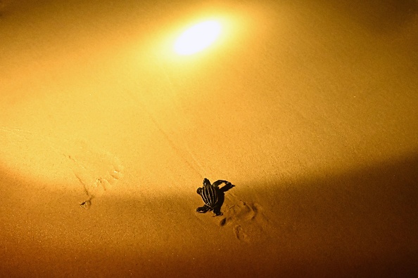 La tortue luth qui peut peser jusqu'à 500 kilogrammes, autant qu'une vache, est classée comme vulnérable sur la liste rouge de l'Union internationale pour la conservation de la nature (UICN). (LILLIAN SUWANRUMPHA/AFP via Getty Images)