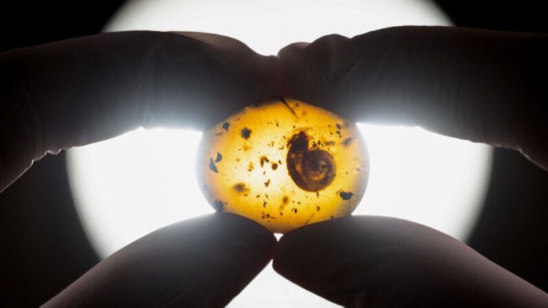 Un escargot fossilisé de 99 millions d'années piégé dans l'ambre, le 14 mars 2023. (Photo SEBASTIEN BOZON/AFP via Getty Images)