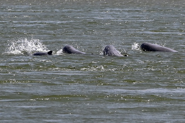 Des dauphins d'eau douce nageant dans le Mékong, au Cambodge. (TANG CHHIN SOTHY/AFP via Getty Images)